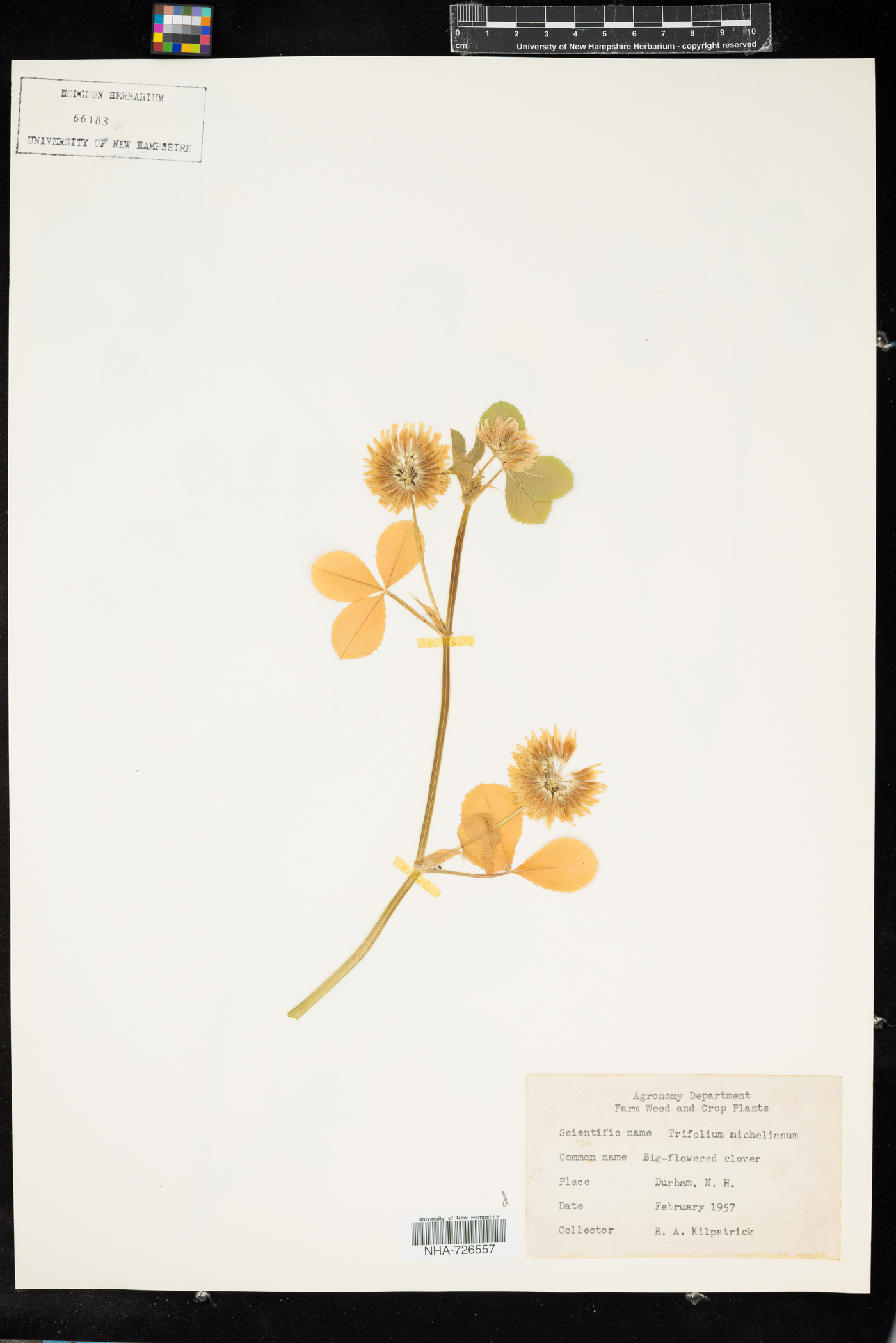 Trifolium michelianum image