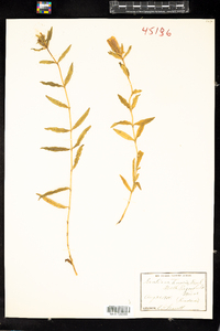 Gentiana linearis image