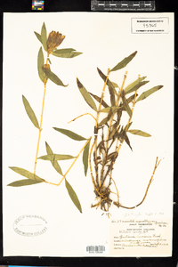 Gentiana linearis image