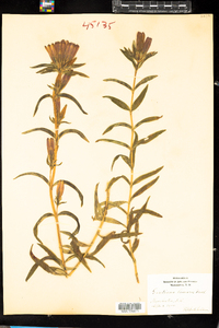 Gentiana linearis image