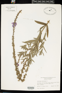 Lythrum salicaria image