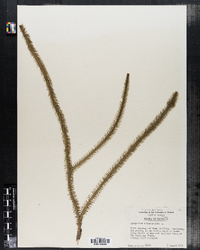 Lycopodiella alopecuroides image