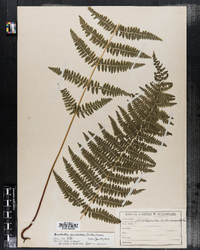 Dennstaedtia punctilobula image