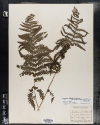 Dryopteris thelypteris image