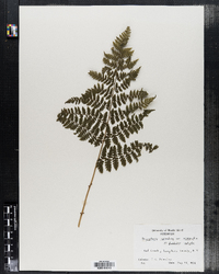 Dryopteris intermedia image