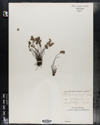 Cheilanthes parryi image