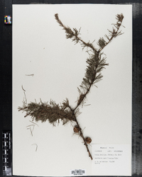 Larix laricina image