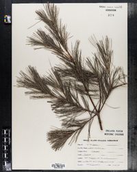 Pinus strobus image