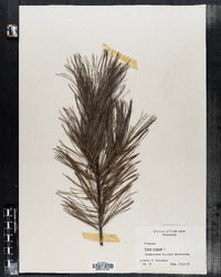 Pinus strobus image