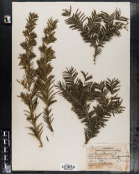 Taxus baccata image