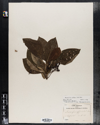 Sassafras albidum image