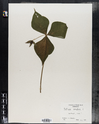 Trillium erectum image