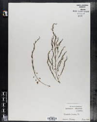 Asparagus officinalis image