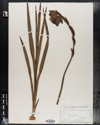 Image of Gladiolus purpureus