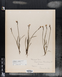 Sisyrinchium bermudiana image