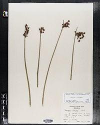 Schoenoplectus tabernaemontani image