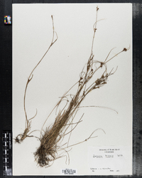 Juncus tenuis image