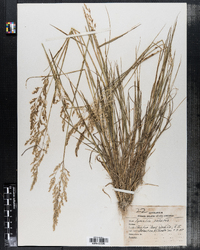 Agrostis stolonifera image