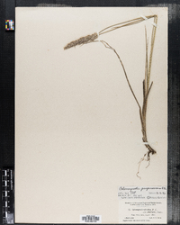 Image of Calamagrostis purpurascens