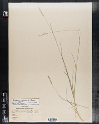 Danthonia spicata image