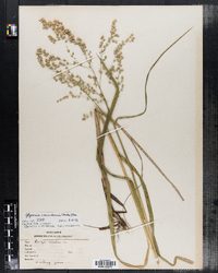 Glyceria canadensis image