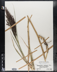 Phragmites australis image