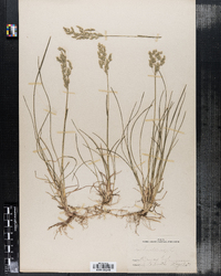 Poa pratensis image