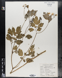 Chelidonium majus image