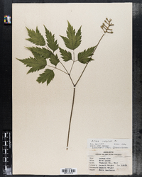 Actaea pachypoda image