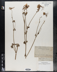 Image of Aquilegia chrysantha
