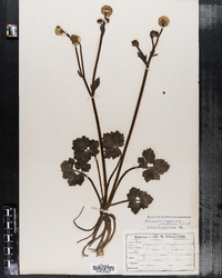 Ranunculus repens var. pleniflorus image