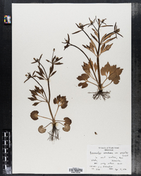 Ranunculus abortivus var. eucyclus image