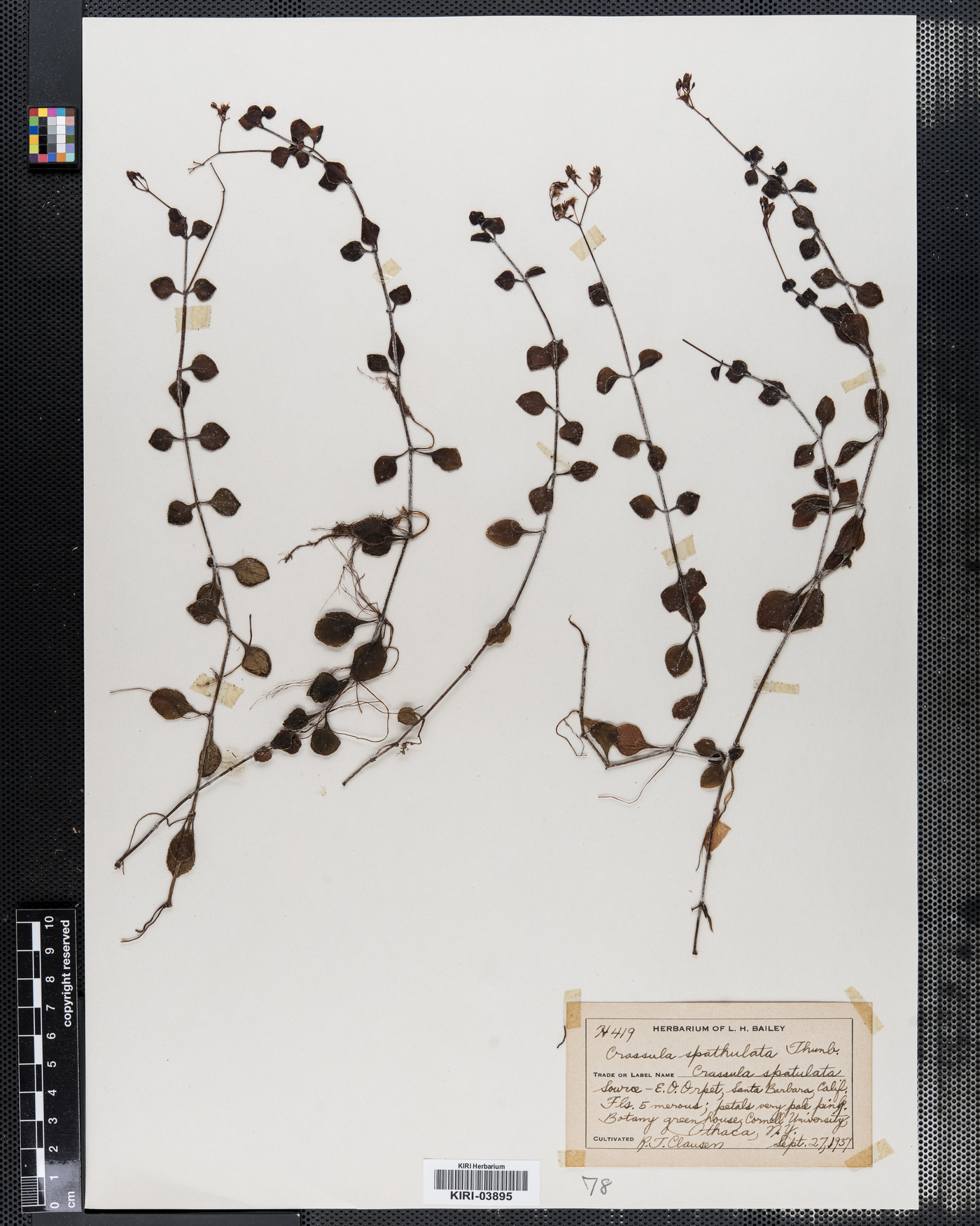 Crassula spathulata image