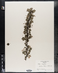 Image of Ribes curvatum