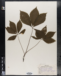 Parthenocissus quinquefolia image