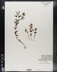 Hypericum mutilum image