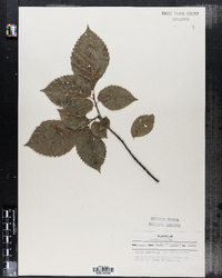 Ulmus americana image