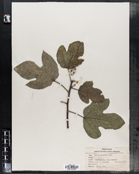 Ficus palmata image