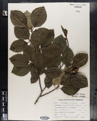 Fagus sylvatica image