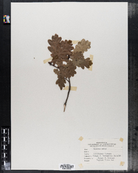 Quercus robur image