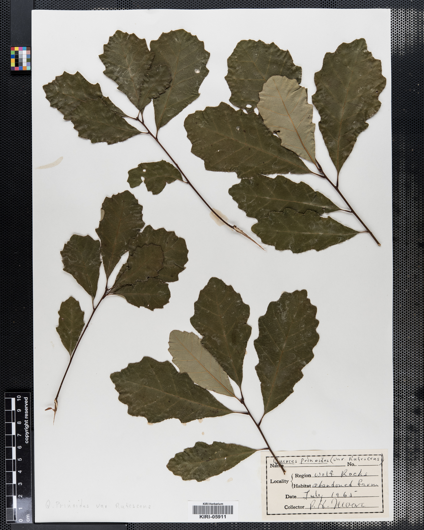 Quercus prinoides var. rufescens image