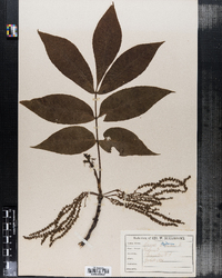 Carya glabra image