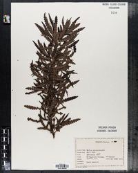 Comptonia asplenifolia image
