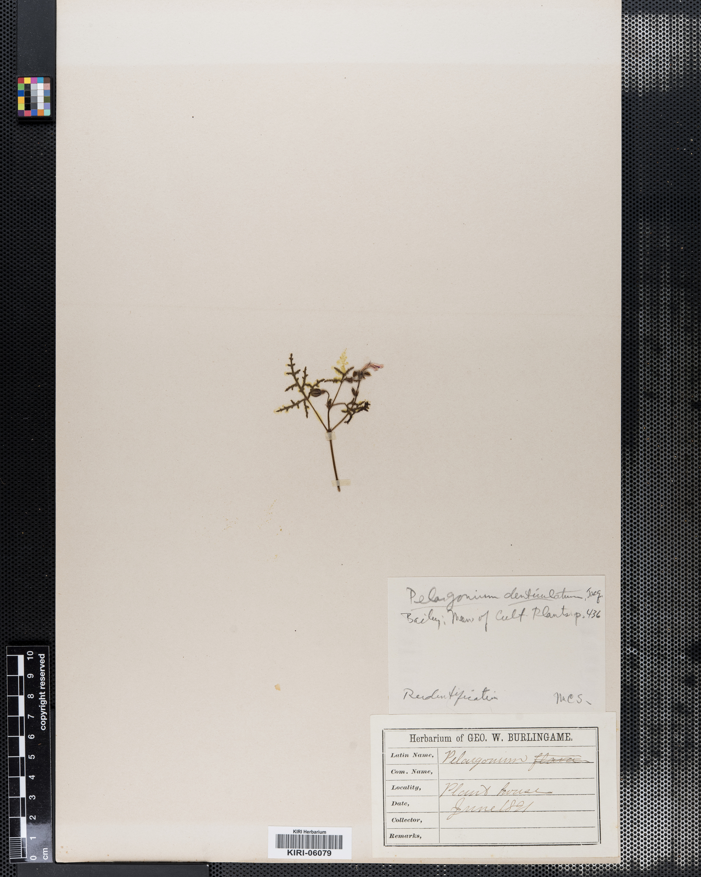 Pelargonium denticulatum image