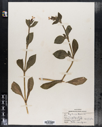 Silene dioica image