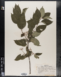 Cornus amomum image