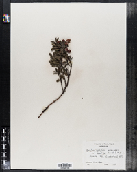 Arctostaphylos uva-ursi var. coactilis image