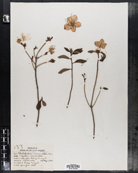 Rhododendron mucronulatum image