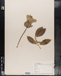 Image of Cobaea scandens