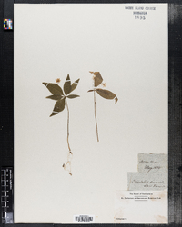 Trientalis borealis ssp. borealis image